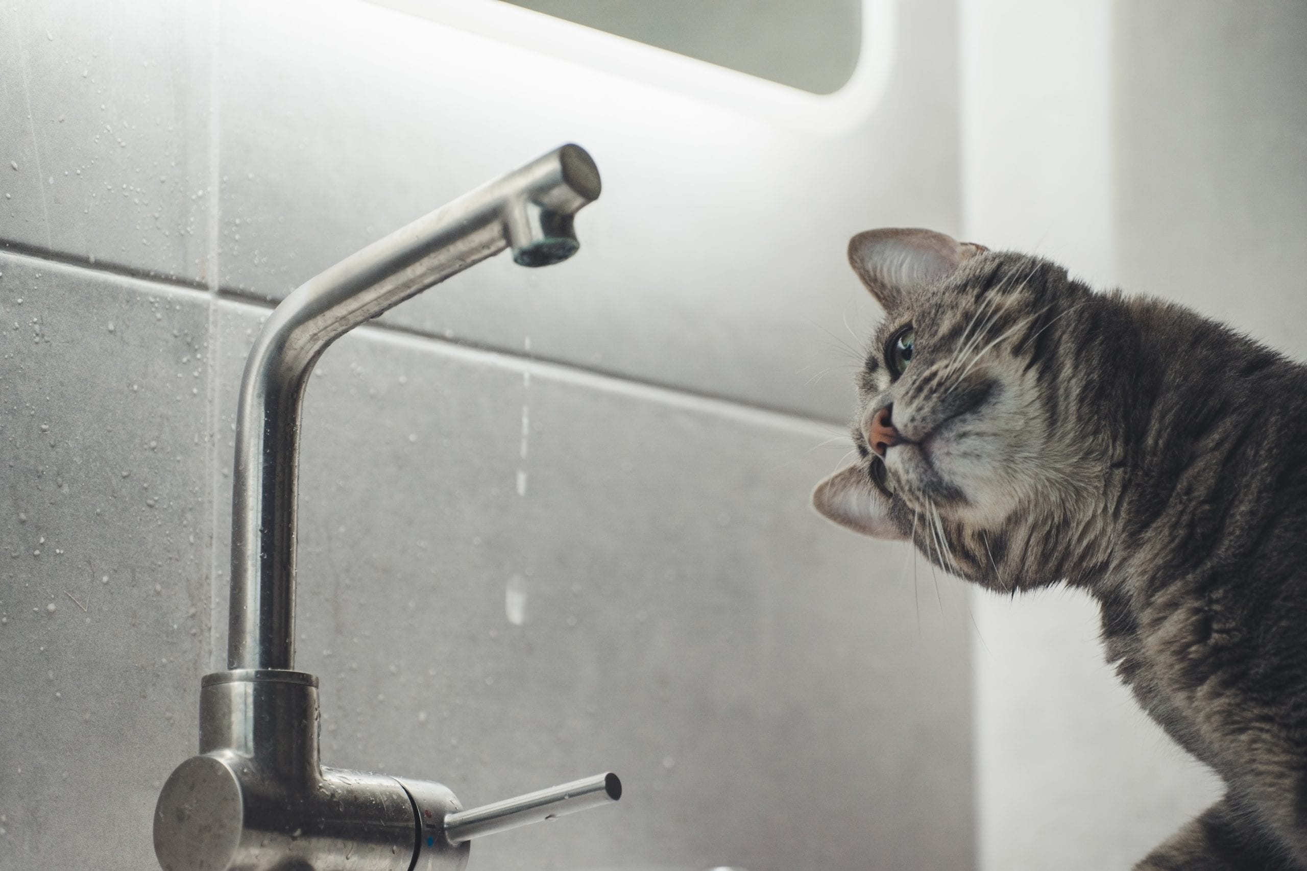 cat watching dripping tap