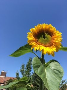 Sunflower in city garden