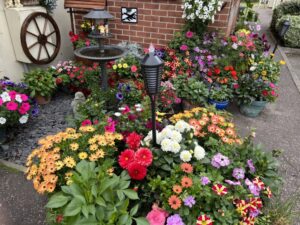 Lots of colourful patio pots filled with a variety of plants in yellow, purple, red and orange. Small bird bath in centre of patio with solar lights.