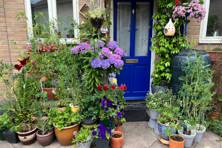 Front garden patio area with blue, pink, purple flowers and greenery at different levels outside of window, in window boxes and pots. Water butt and bird feeders on display.