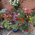 Colourful and bright flowers in pots and containers